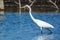 TheÂ great egret - Ardea alba